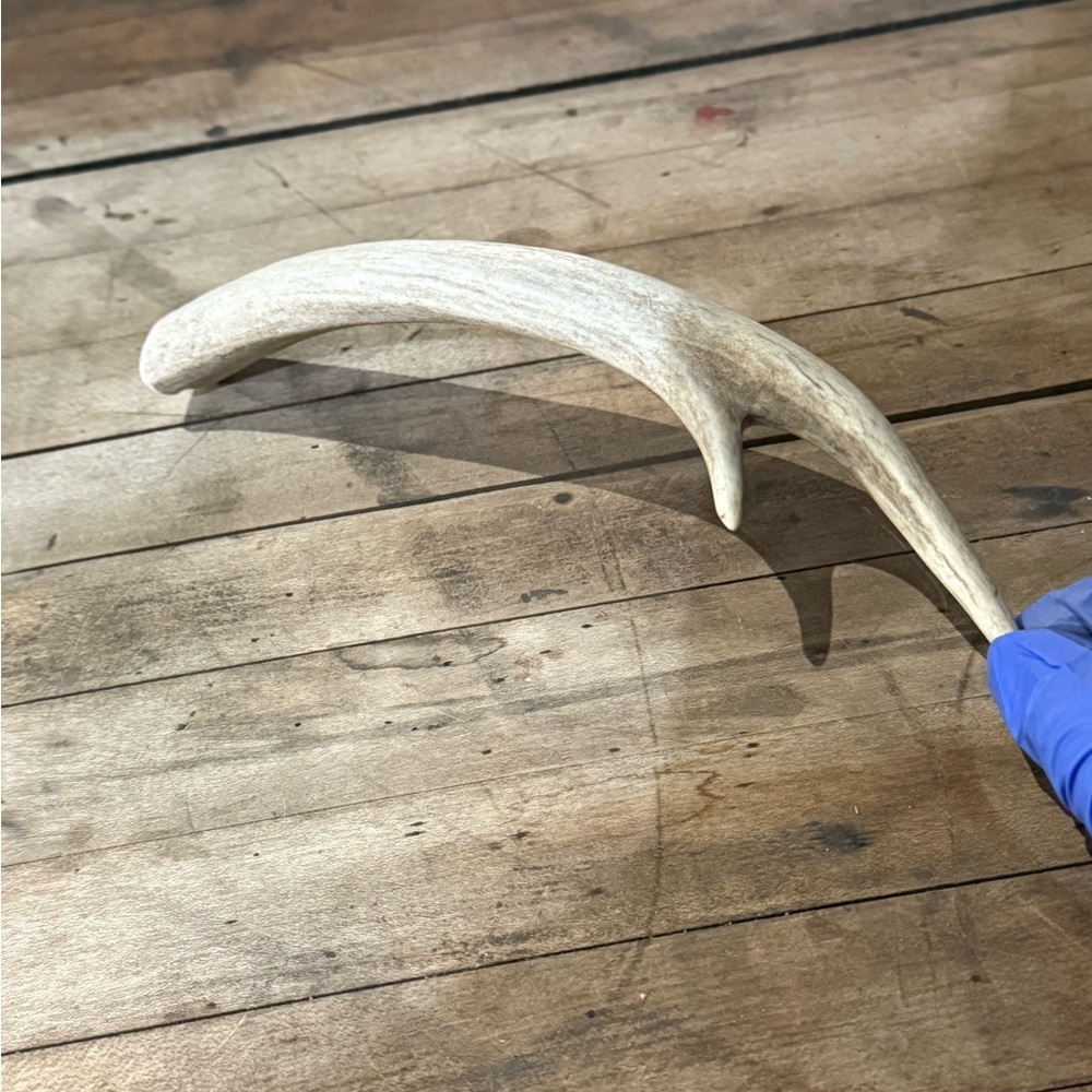 Natural Antler Dog Bone